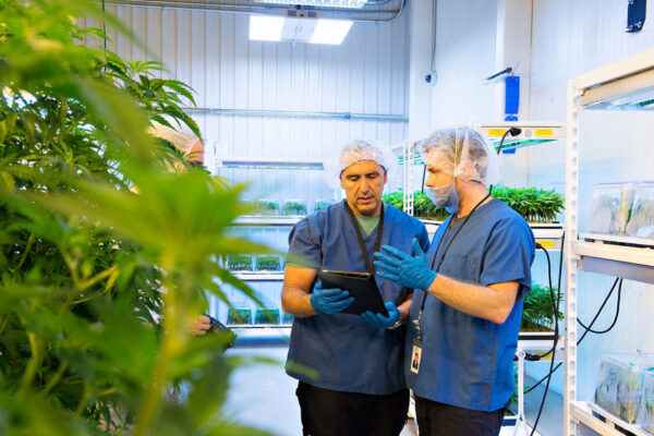 Revolution Dispensary Difference: Purity, Potency, And Transparency