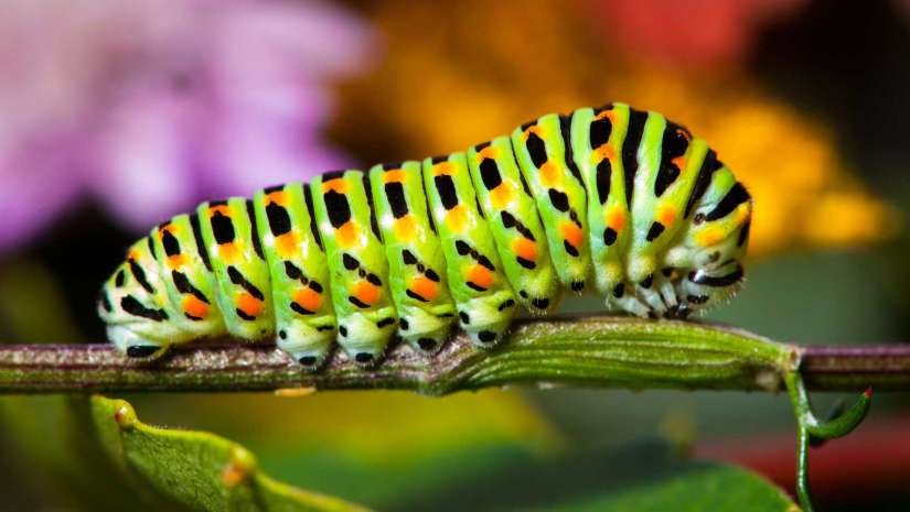 Master Macro Photography