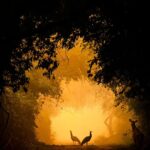 Wildlife Photography