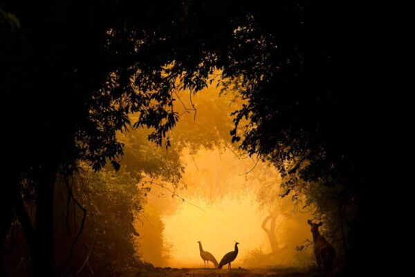 Wildlife Photography